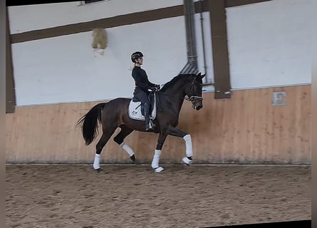 Westfaliano, Yegua, 4 años, 172 cm, Castaño oscuro