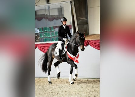 Westfaliano, Yegua, 4 años, 172 cm, Castaño oscuro