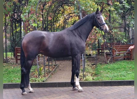 Westfaliano, Yegua, 4 años, 175 cm, Castaño oscuro