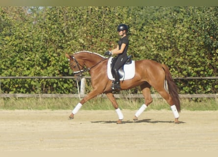 Westfaliano, Yegua, 5 años, 164 cm, Alazán-tostado