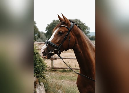 Westfaliano, Yegua, 5 años, 165 cm, Alazán-tostado