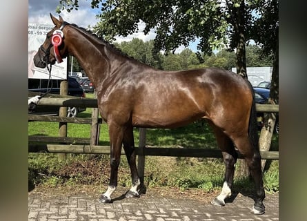 Westfaliano, Yegua, 5 años, 167 cm, Castaño oscuro