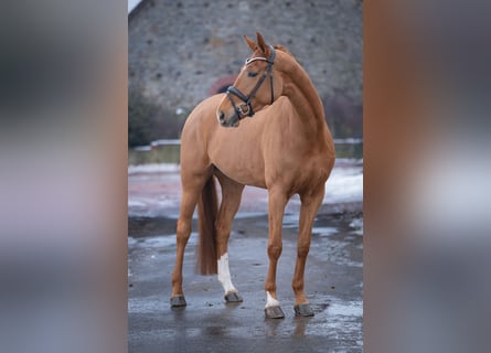 Westfaliano, Yegua, 5 años, 168 cm, Alazán