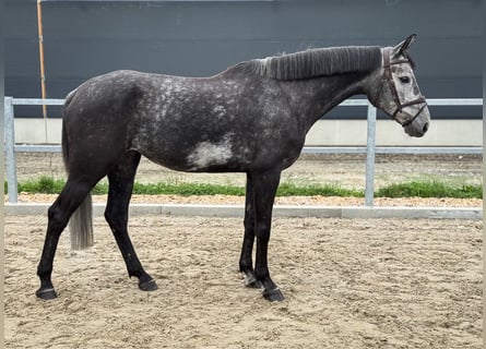 Westfaliano, Yegua, 5 años, 170 cm, Tordillo negro