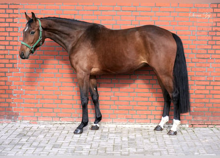 Westfaliano, Yegua, 5 años, 172 cm, Castaño