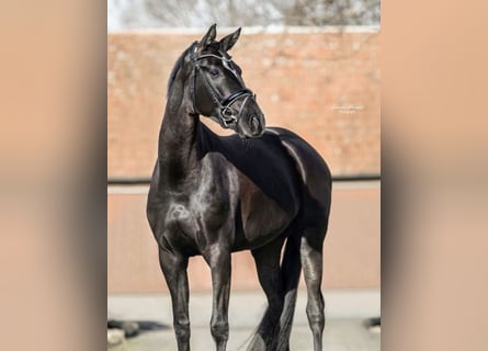 Westfaliano, Yegua, 5 años, 173 cm, Castaño oscuro