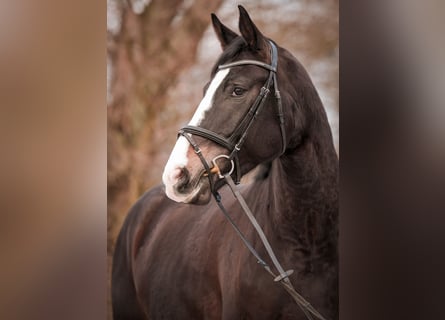 Westfaliano, Yegua, 5 años, 180 cm, Castaño oscuro