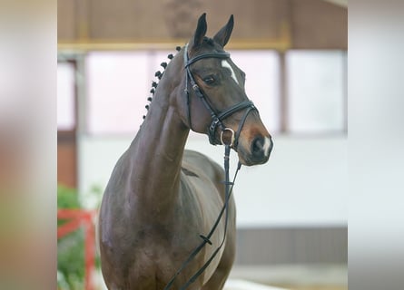 Westfaliano, Yegua, 5 años, Castaño oscuro