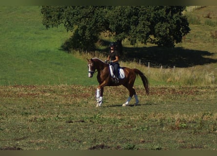 Westfaliano, Yegua, 6 años, 163 cm, Alazán