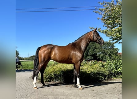 Westfaliano, Yegua, 6 años, 170 cm, Castaño