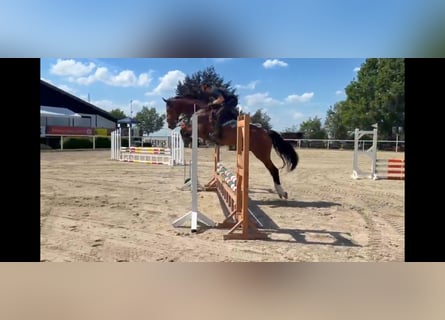 Westfaliano, Yegua, 6 años, 170 cm, Castaño