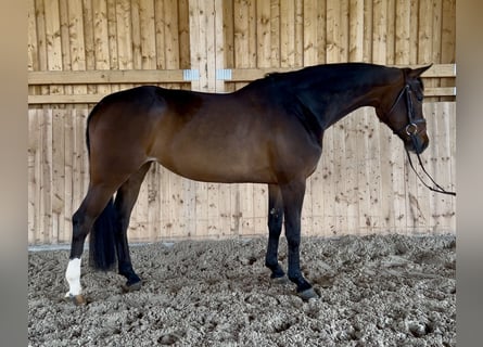 Westfaliano, Yegua, 7 años, 164 cm, Castaño