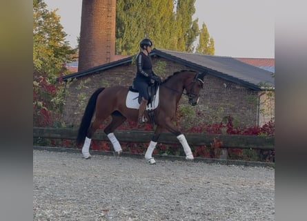 Westfaliano, Yegua, 7 años, 165 cm, Castaño