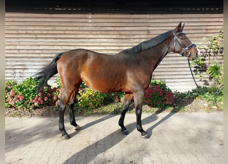 Westfaliano, Yegua, 7 años, 167 cm, Castaño