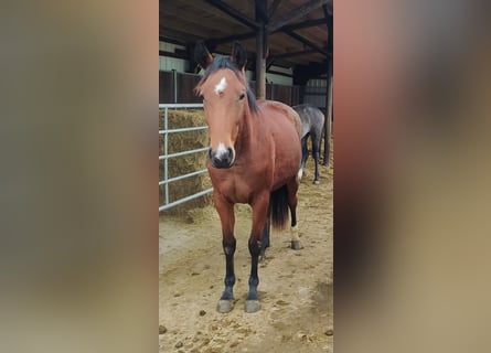 Westfaliano, Yegua, 7 años, Castaño