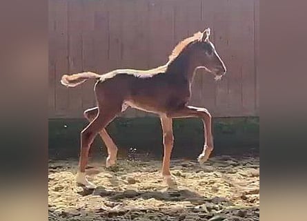 Westfaliano, Yegua, , 170 cm, Alazán-tostado