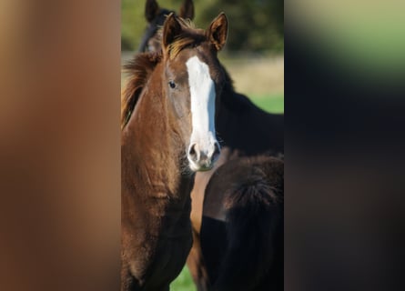 Westfaliano, Yegua, Potro (04/2025), Alazán-tostado