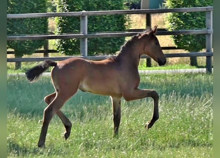 Westfaliano, Yegua, Potro (04/2026), Castaño