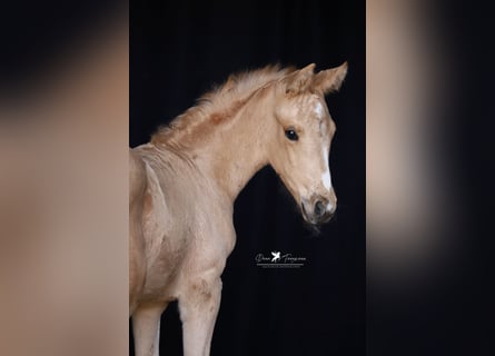 Westfaliano, Yegua, , Palomino