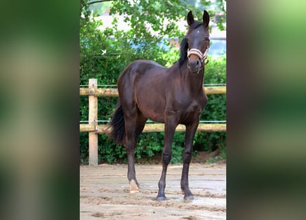 Westfalisk häst, Hingst, 1 år, 155 cm, Mörkbrun