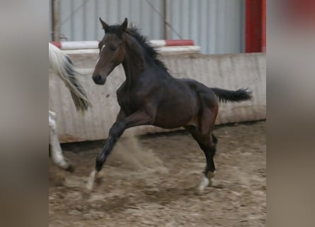Westfalisk häst, Hingst, 1 år, 170 cm, Brun