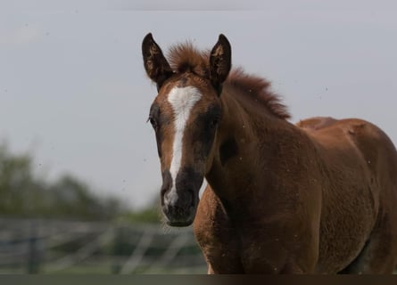 Westfalisk häst, Hingst, 1 år, 170 cm, Fux