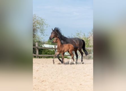 Westfalisk häst, Hingst, 1 år, Brun