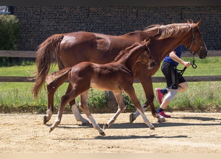 Westfalisk häst, Hingst, 1 år, fux