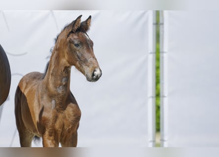 Westfalisk häst, Hingst, 1 år, Mörkbrun