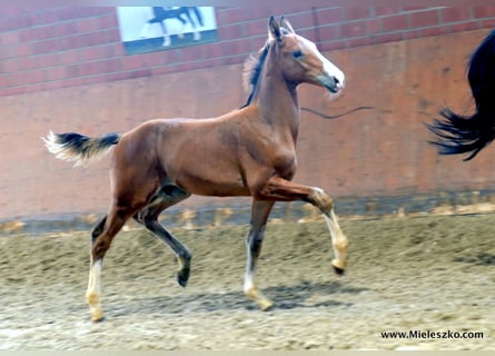 Westfalisk häst, Hingst, 1 år