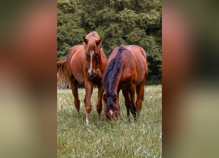 Westfalisk häst, Hingst, 2 år, 160 cm, fux