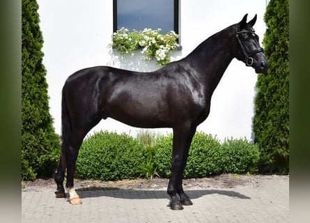 Westfalisk häst, Hingst, 2 år, 163 cm, Svart