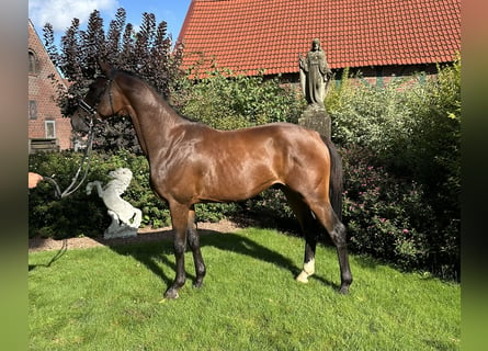 Westfalisk häst, Hingst, 2 år, 164 cm, Brun