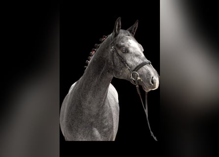 Westfalisk häst, Hingst, 2 år, 164 cm, Gråskimmel