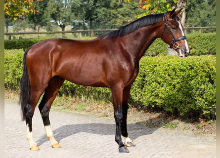Westfalisk häst, Hingst, 2 år, 165 cm, Brun