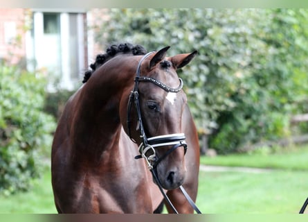 Westfalisk häst, Hingst, 2 år, 167 cm, Brun