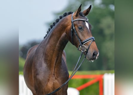 Westfalisk häst, Hingst, 2 år, 168 cm, Brun