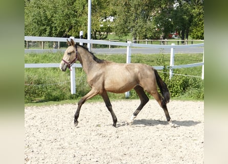 Westfalisk häst, Hingst, 2 år, 168 cm, Gulbrun