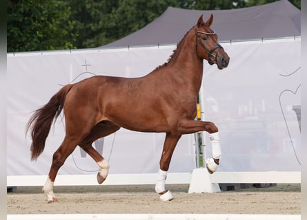 Westfalisk häst, Hingst, 2 år, 170 cm, fux