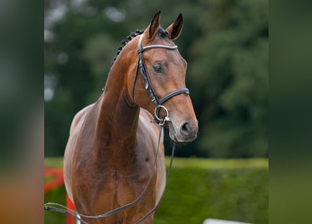 Westfalisk häst, Hingst, 2 år, 171 cm, Brun