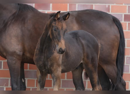 Westfalisk häst, Hingst, 2 år, Brun