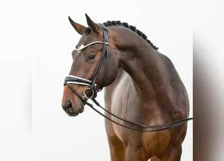 Westfalisk häst, Hingst, 2 år, Brun
