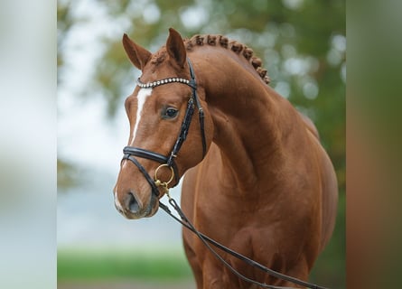 Westfalisk häst, Hingst, 2 år, fux