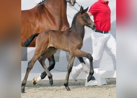 Westfalisk häst, Hingst, 2 år, Grå-mörk-brun
