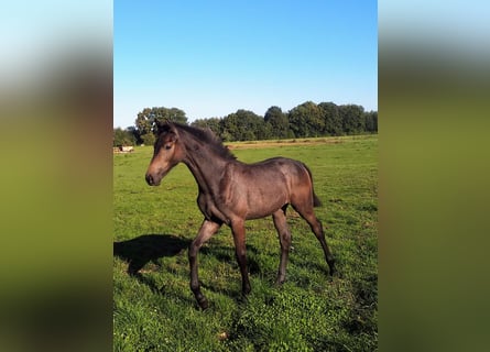 Westfalisk häst, Hingst, 2 år, Grå-mörk-brun