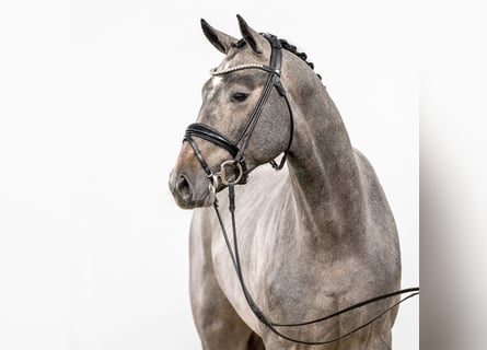 Westfalisk häst, Hingst, 2 år, Grå