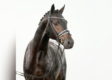 Westfalisk häst, Hingst, 2 år, Mörkbrun