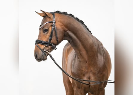 Westfalisk häst, Hingst, 2 år, Mörkbrun