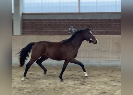 Westfalisk häst, Hingst, 3 år, 160 cm, Brun