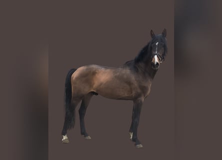 Westfalisk häst, Hingst, 3 år, 165 cm, Brun